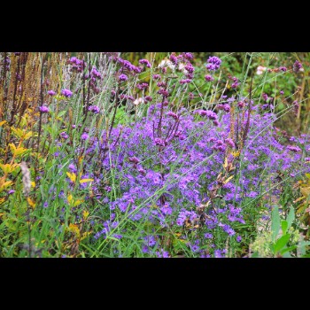 DE TUINEN VAN HOEGAARDEN herfstbeeld (5)